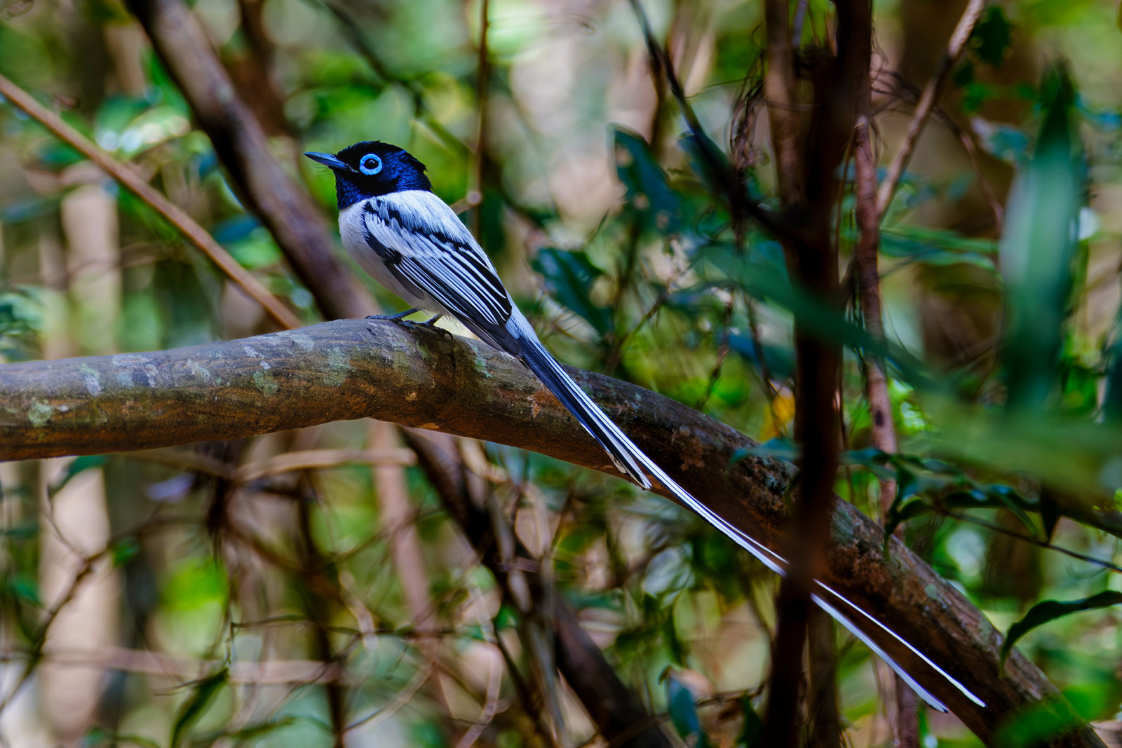 image Madagascar Paradise-Flycatcher